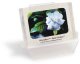 sm_pb_Gardenia.jpg